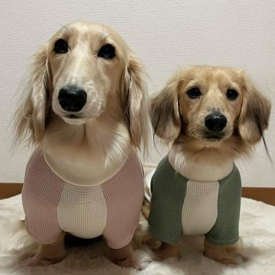ふるさと納税 東大阪市 ツートンカラー半袖刺繍ウェア　わんちゃんの名前の刺繍入り(犬の洋服) |  | 02