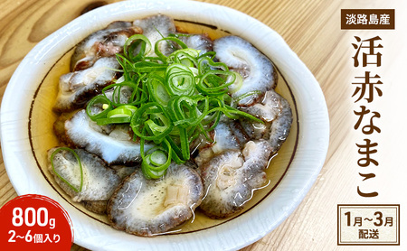 淡路島産 活 赤なまこ 2～6個入り 800g なまこ ナマコ 生食用 兵庫県 洲本市 淡路島