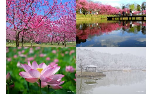 古河公方公園摘み さしま茶 オリジナルポストカード2枚付き ※着日指定可 | 古河総合公園 茶 緑茶 日本茶 グリーンティー 写真 オリジナル 茶摘み 茶畑 茶まつり 祭り 花桃 メリナ・メルクーリ 