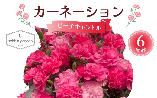 【2026年5月10日母の日】贈答用カーネーション ピーチキャンドル６号鉢  2026年5月5日から順次発送 母の日 花 フラワー 鉢植 植物 贈り物 プレゼント ギフト 埼玉県 本庄市 F5K-593