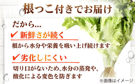 水耕栽培野菜 2株×3種（サニーレタス/グリーンリーフ/グリーンバター）[BGBT004]野菜