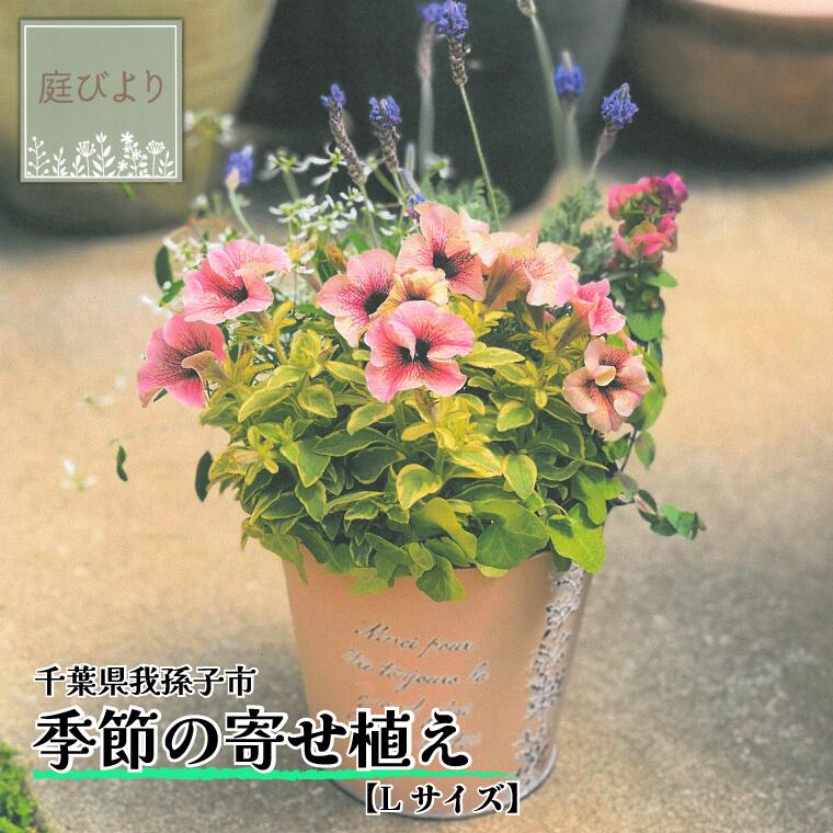 【ふるさと納税】季節の寄せ植え Lサイズ《30日以内に出荷予定(土日祝除く)》【配送不可地域あり】(本州以外)