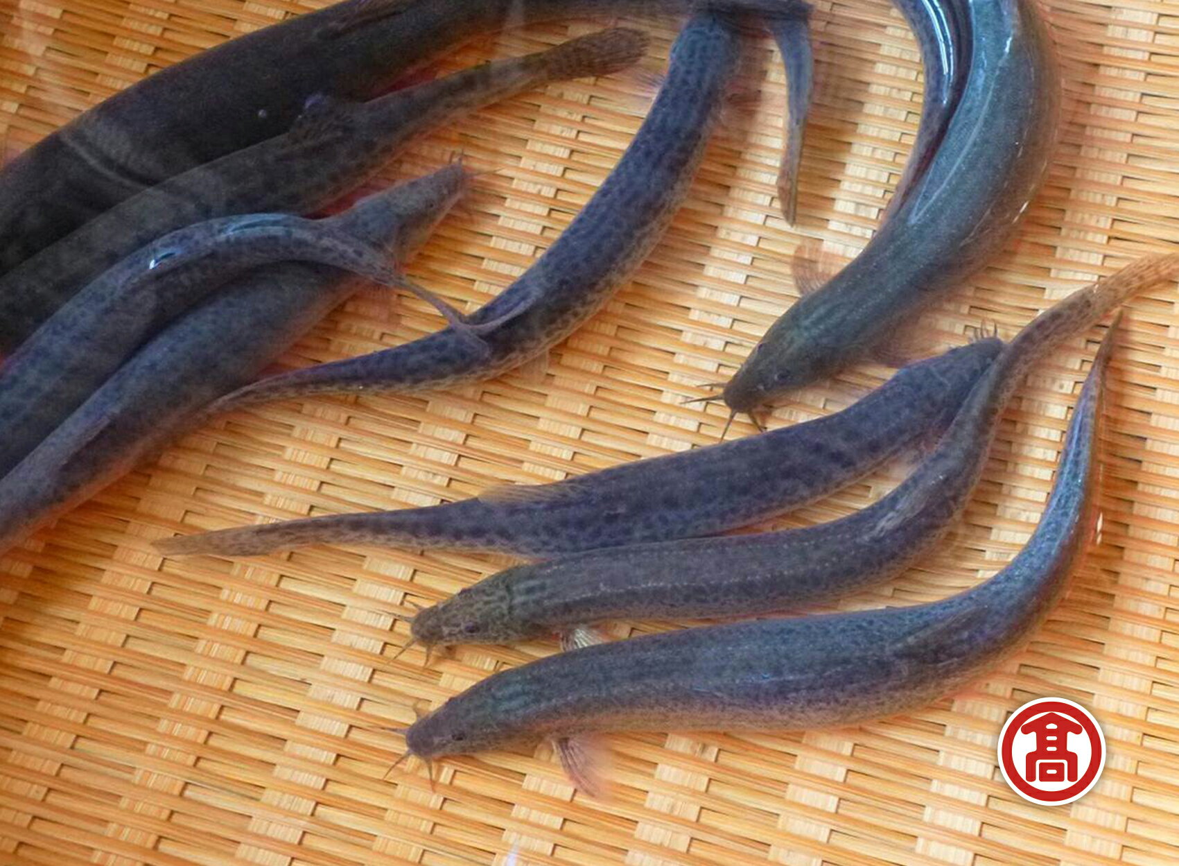 【ふるさと納税】どじょう 活魚 600g [高島屋選定品]