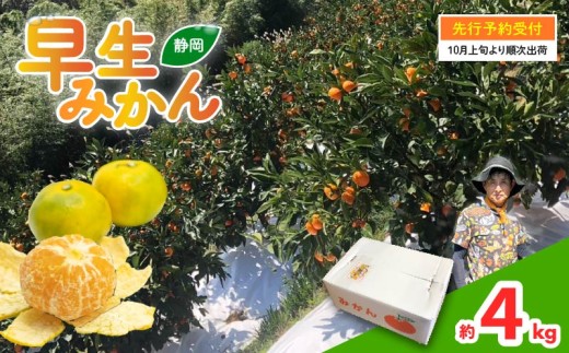 先行予約 2026年10月以降 発送 早生 みかん 約4kg 静岡県産 果物 早生みかん 大玉 国産 フルーツ 柑橘 蜜柑 ミカン ビタミン 藤枝市