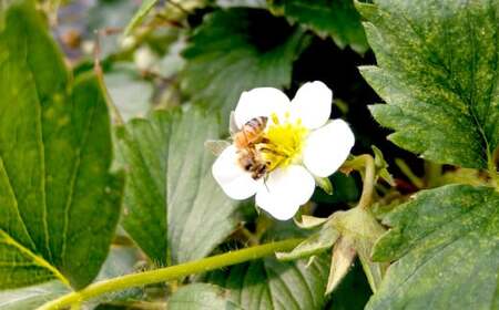 【先行予約】 2年間熟成 希少な日本ミツバチ完熟蜂蜜 600g×2個 はちみつ 蜂蜜