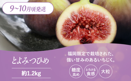 【全3回定期便】九州・福岡もぎたて フルーツ定期便 C＜一般社団法人地域商社ふるさぽ＞那珂川市 定期便 フルーツ定期便 あまおう定期便 苺 あまおう  いちご フルーツ 柿 いちじく イチジク 果物 