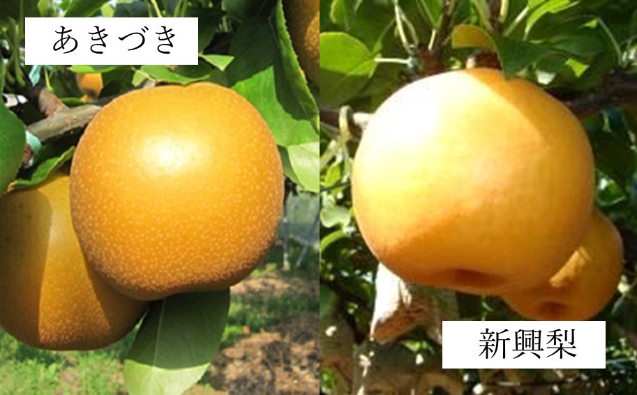 写真はイメージです。実際の大きさとは異なります。