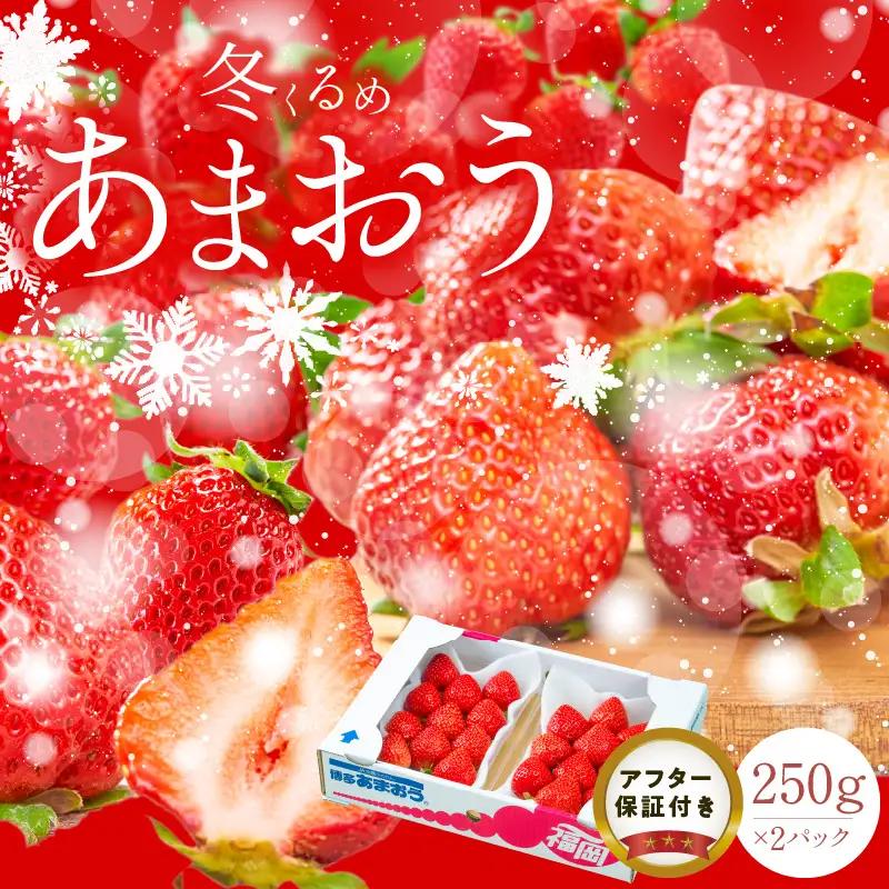【2026年12月以降お届け】福岡産［冬］あまおう2パック_冬くるめ あまおう 250g × 2パック 合計 500g 冷蔵 濃厚 甘い 大粒 果汁 アフター保証 安心安全 国産 いちご 果物 アレンジ おやつ フルーツ スイーツ スムージー ジャム 南国フルーツ お取り寄せ 福岡県 久留米市 送料無料 福岡限定 〔Fi010〕