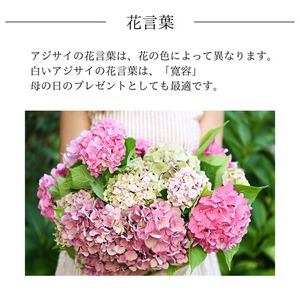 【先行予約】 母の日に！ アジサイ プロポーズフォーユー 2026年5月から順次発送 オンライン決済限定 花 花