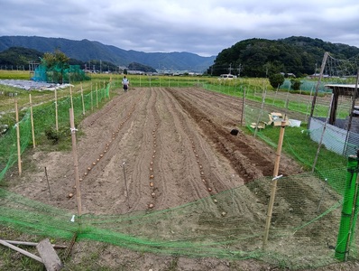 兵庫安心ブランド・グランドペチカS～L混合サイズ約5kg 栽培期間中農薬・化成肥料不使用 | じゃがいも 野菜 国産 こだわり栽培 兵庫県 上郡町
