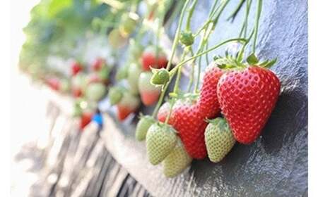 [先行予約] [4ヶ月連続定期便] 澳原いちご農園人気のいちご4品種お届け定期便 (毎月1品種お届け 計4回)｜とちあいか とちおとめ スカイベリー ミルキーベリー いちご イチゴ 苺 フルーツ 果物