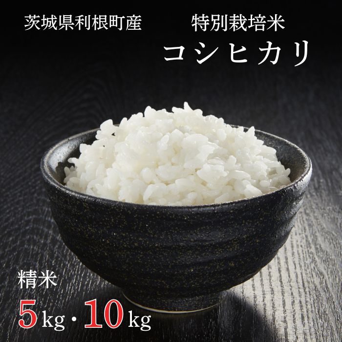 【ふるさと納税】利根町産【特別栽培米】コシヒカリ ／ お米 コメ こめ ごはん コシヒカリ 白米 精米 5kg 10kg 定期便 特別栽培 令和7年産 新米 茨城県 利根町