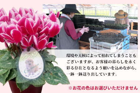〈予約品〉希少！シクラメン ５号鉢 天使のはね 高品質 高評価 農林水産大臣賞受賞歴あり 花 ピンク 白 赤 プレゼント 贈り物 鉢花 鉢 ガーデン ガーデニング 愛知県産 クリスマス -223