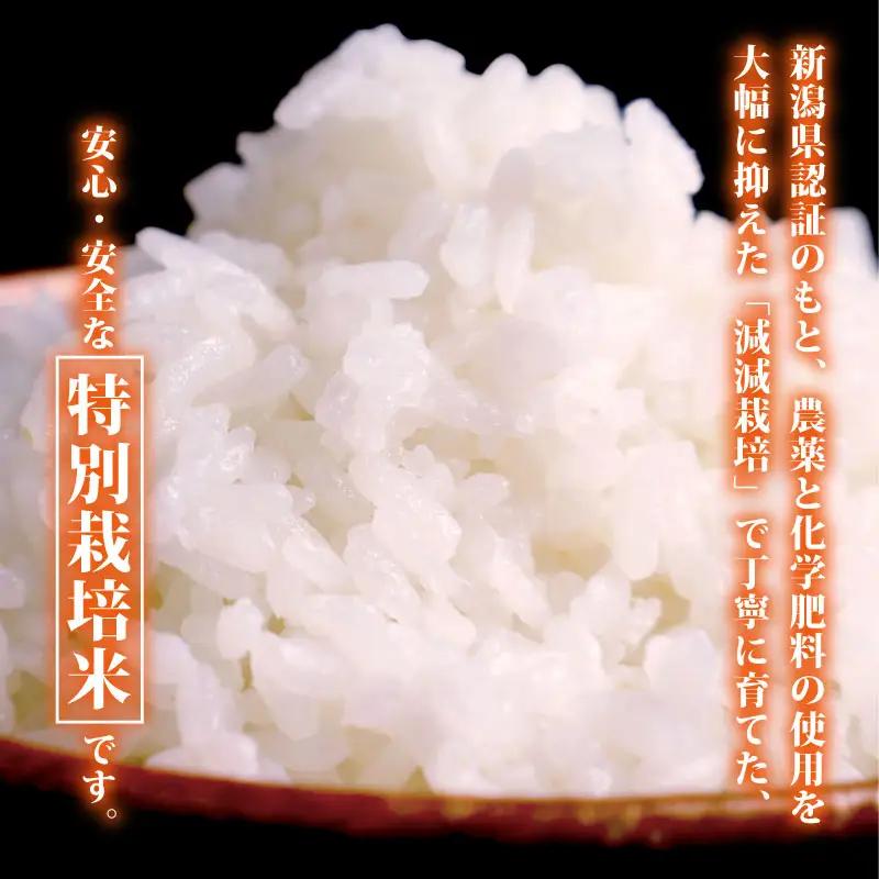 【令和8年産 先行予約】 コシヒカリ 10kg 5kg×2袋 5か月 定期便 新潟 コンテスト入賞米 5カ月 5回 特栽米 新潟県産コシヒカリ 新発田産 新潟 ふるさと納税 米 お米 アグリ中俵 新潟