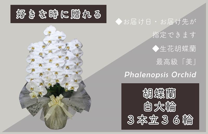 3本立て 胡蝶蘭 36輪〜39輪 白色【木製大型木札 または メッセージカード 付き ラッピング お祝い ギフト 贈答 贈り物 プレゼント 生花 花 農福連携 大阪 泉佐野 大阪府 泉佐野市】