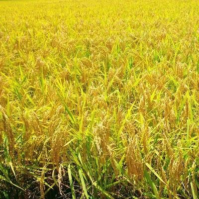 ふるさと納税 四万十町 新米7年産樽井商店の仁井田米　にこまる　精米　5kg |  | 01