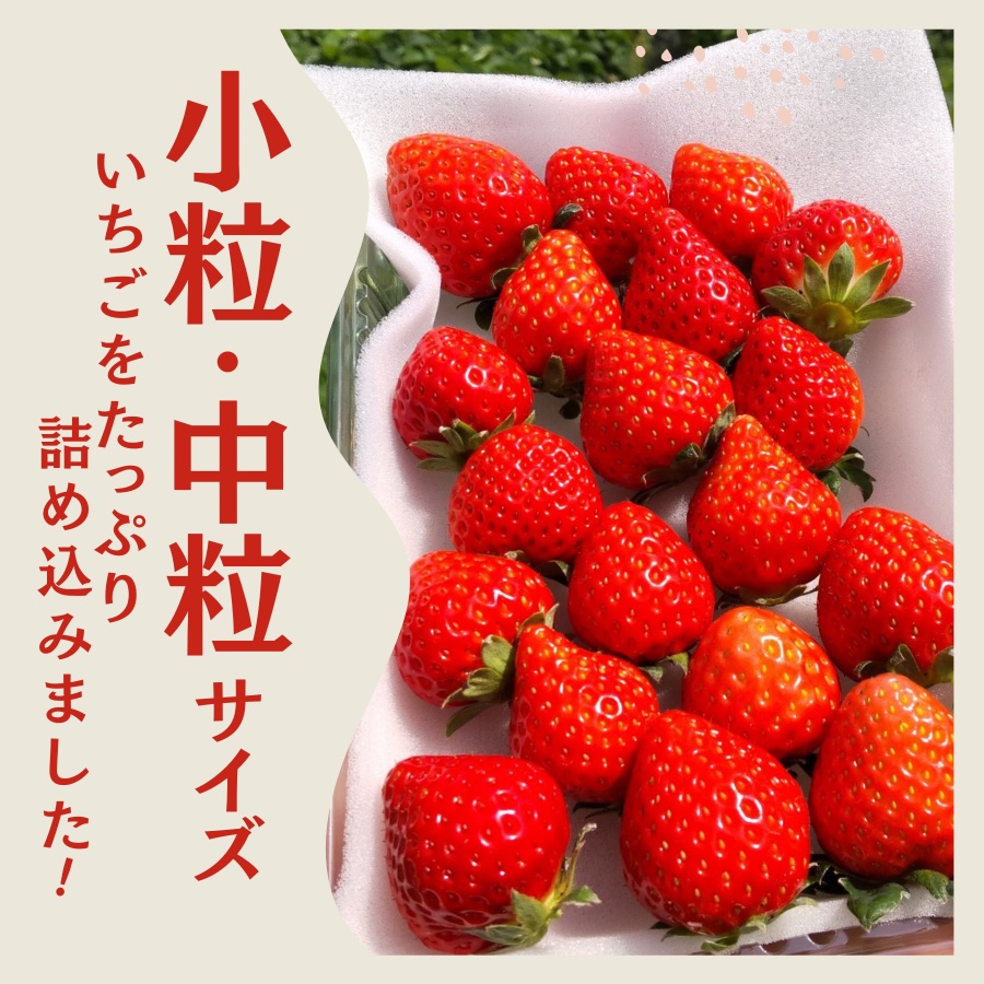 【先行予約＿2027年出荷分】厳選 たっぷり 満タンいちご8パック　【 苺 いちご イチゴ かおり野 恋みのり 産地直送 旬 果物 フルーツ くだもの 静岡県 伊豆 南伊豆町 期間限定 】　<AA-6
