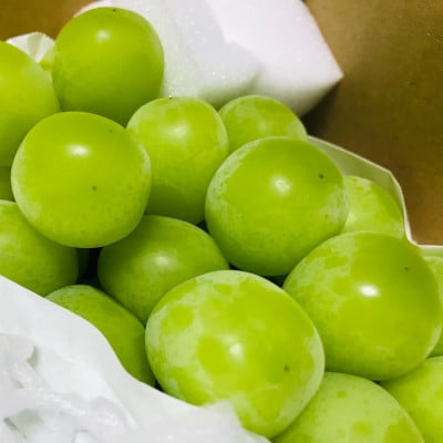 農園直送!シャインマスカット　約1.2kg(2～4房入り) ふるさと納税【配送不可地域：離島・沖縄県】