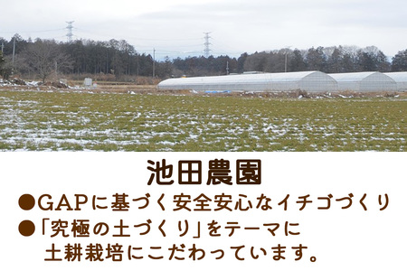 大粒とちおとめ [2パック／約500g]《2026年1月上旬より順次発送》｜先行予約 とちおとめ いちご イチゴ 苺 大粒 果物 果実 フルーツ 産地直送 日光市産 栃木県産 数量限定 [0784]