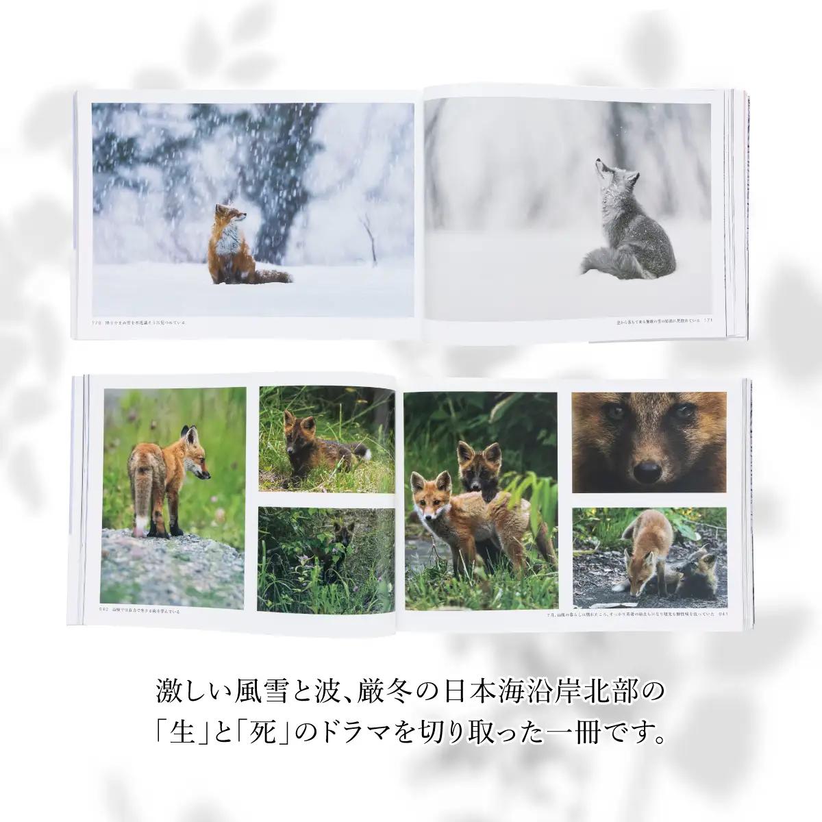 【野生塾】里山の宇宙（さとやまのくうかん）　キタキツネ【泊和幸　野生塾】