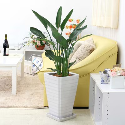 【ふるさと納税】【観葉植物】ストレリチア レギネ 8号 ホワイト陶器鉢 G【観葉植物 インテリア 部屋 おしゃれ 福岡県 筑前町 送料無料 AG040】【価格改定】