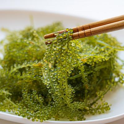 ふるさと納税 中城村 【沖縄から産地直送】県産海ぶどう品評会最優秀賞受賞!ちゅら海ぶどう500g×1箱 |  | 01