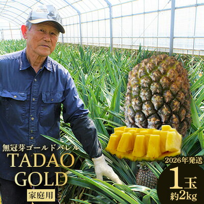 【ふるさと納税】TADAO GOLD　家庭用（無冠芽）1玉　約2kg【ゴールドバレル】2026年発送 ゴールドバレル パインアップル タダオゴールド たまき ただお 逸品 パイン職人 パイナップル 国産パイン 家庭用 パイン 匠 高級フルーツ 南国フルーツ 特別 希少 玉城忠男 農家直送