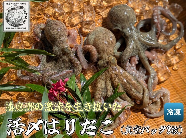 
                  [№5359-0050]播磨町産活け〆はりだこ 3匹 タコ 海鮮 魚介類 瀬戸内 兵庫県 播磨町
                