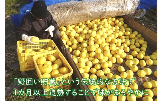 【先行予約】千光士農園の土佐文旦 2玉 3L サイズ 2027年2月より順次発送 家庭用 贈答用 ぶんたん ブンタン 柑橘 みかん フルーツ 果物 お取り寄せ 安芸 高知
