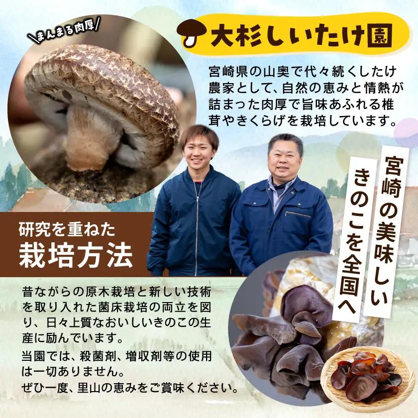 香りを堪能「きのこ餃子」&食感楽しむ「きくらげ餃子」食べ比べ66個_12-87-002_(都城市) ギョウザ きくらげ餃子 きのこ餃子 にんにく使用 大杉しいたけ園 2種 食べ比べ 焼き餃子 水餃子 