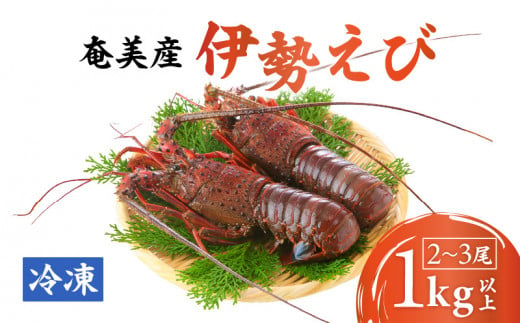 【10月1日価格改定（値上げ）予定】伊勢えび約1kg以上（2尾～3尾）　A050-002