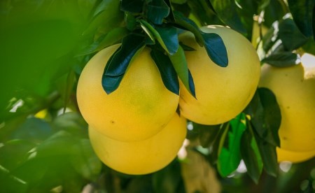 宿毛青果 宿毛産 文旦 10kg 家庭用 文旦