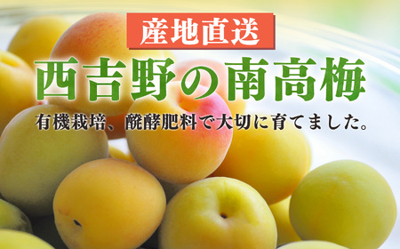 有機栽培　完熟南高梅 3kg | 果実 かじつ カジツ 梅 うめ ウメ 南高梅 奈良県 五條市