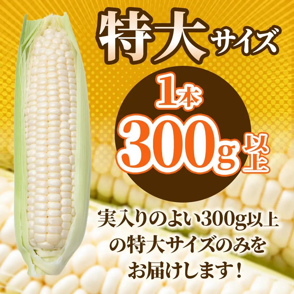 【2026年先行予約】とうもろこしコラボセット!　ピュアホワイト5本×ゴールドラッシュ5本（2026年8月下旬から発送開始）とうもろこし _03648