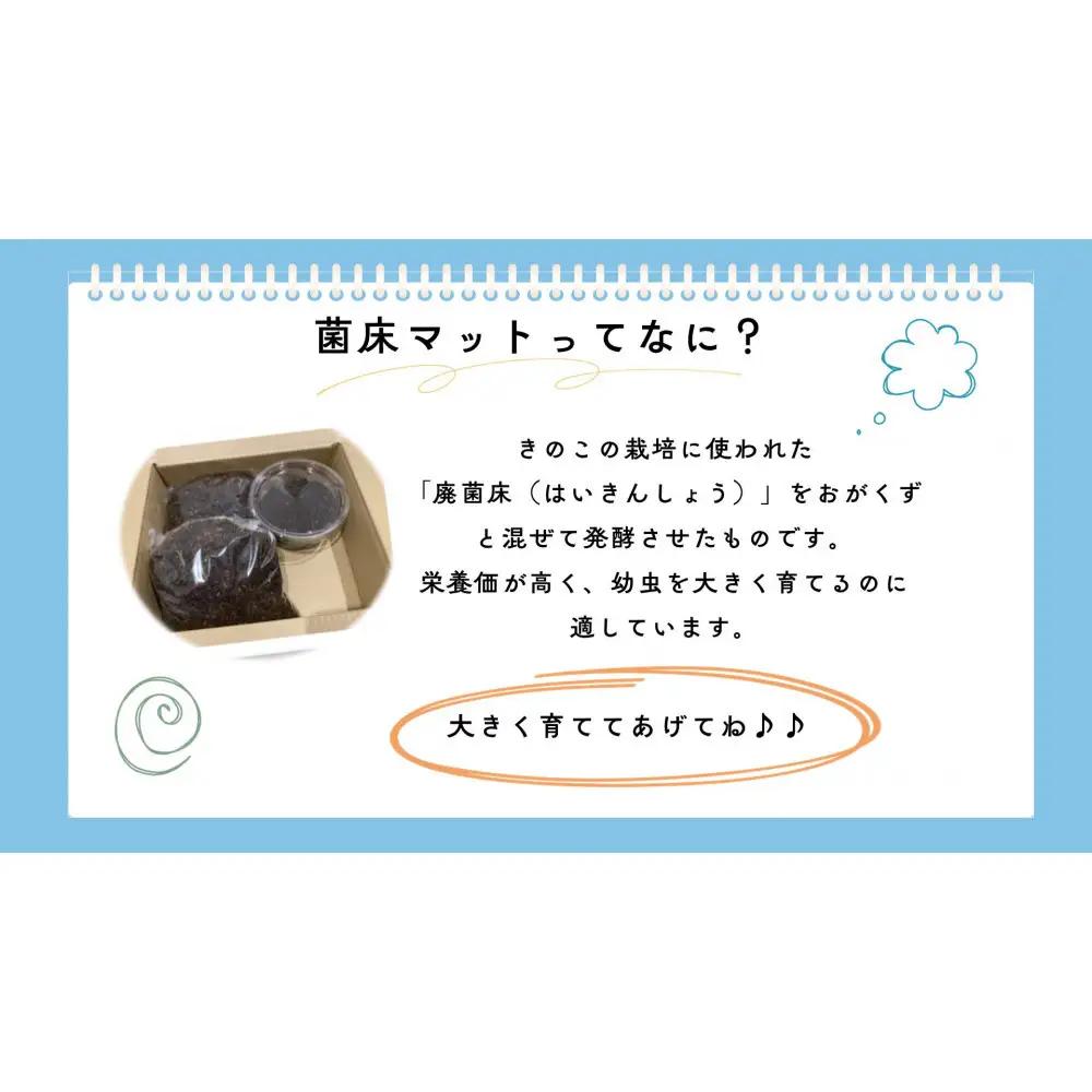 【虹色Farm】ヘラクレスオオカブト 幼虫2匹(ペア)飼育キット3点付(育て方解説書・菌床マット・人工蛹室)｜京都 ヘラクレス 人気
