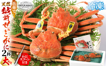 はるか丸厳選！≪浜茹で≫ 越前 せいこがに 大サイズ 約200g × 2杯【冷凍】かにスプーン付き とれたて！茹でたて！新鮮！【冷凍 セイコガニ セコガニ コッペ蟹 香箱ガニ 福井 越前がに 本場の味 蟹 ずわいがに ズワイガニ 雌 メス】[m36-c005]