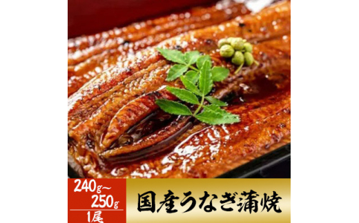 「国産うなぎ蒲焼」1尾(240g～250g)【1228634】