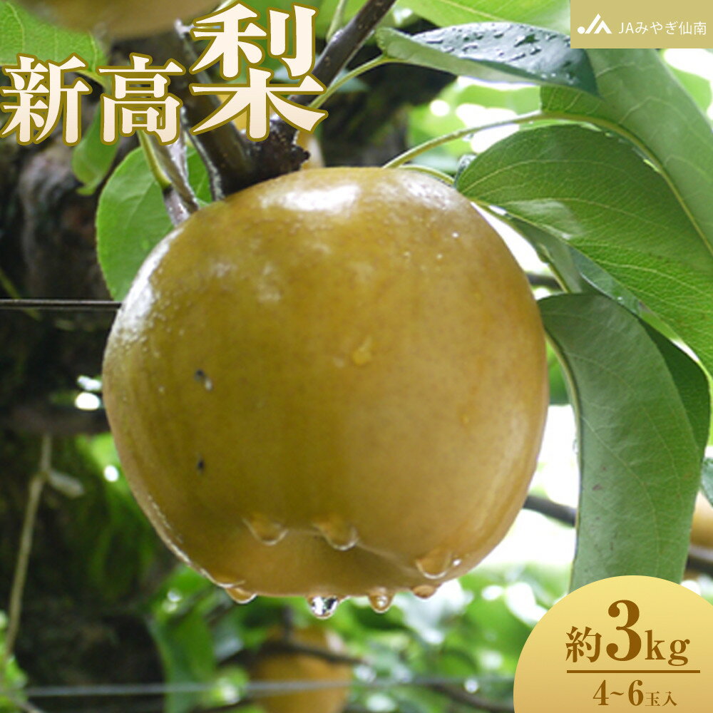 【ふるさと納税】梨 新高 約3kg 4～6玉入 JAみやぎ仙南 国産 新高梨 にいたか 大玉 秋 フルーツ 果物 くだもの 旬 旬の果物 旬の味覚 旬のフルーツ 産地直送 デザート 甘さ 酸味 シャリ感 ジューシー おすすめ 送料無料 数量限定 季節限定