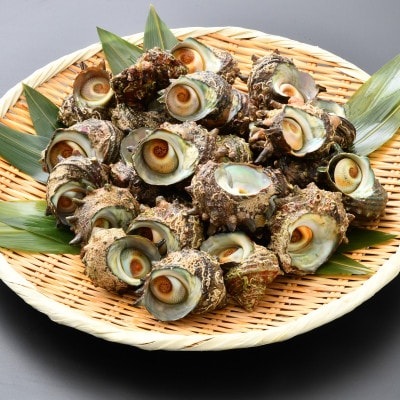 【越前海岸・美味直送シリーズ】急速冷凍サザエ　500g×4パック【配送不可地域：離島】【1318540】
