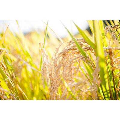 ふるさと納税 能登町 【毎月定期便】こりゃまいじゃ(能登町柳田産コシヒカリ)2kgと5kgを交互に!全12回 |  | 01