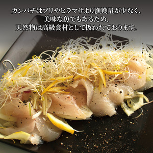 活じめ！神経抜き！かんぱちフィレ半身1枚（約0.9～1.3㎏） 刺身 さしみ お刺身 刺身 さしみ お刺身 刺身 さしみ お刺身 刺身 さしみ お刺身 【KHN0082】