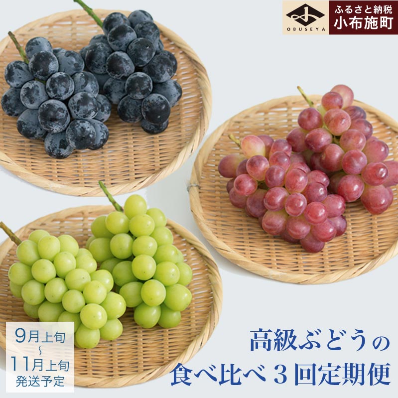 【ふるさと納税】［3回定期便］ 高級ぶどう食べ比べ定期便 約1kg × 3回 合計約3kg ［小布施屋］フルーツ 果物 くだもの ぶどう 葡萄 ブドウ クール便 冷蔵 お楽しみ ナガノパープル クイーンルージュ® シャインマスカット 令和8年産 【2026年9月上旬～11月上旬発送】