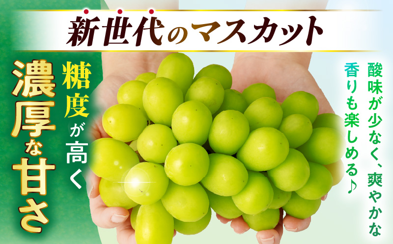 【大収穫祭・感謝企画】ご家庭用シャインマスカットパック　約1.4kg(3～4パック) | シャインマスカット マスカット ぶどう ブドウ 葡萄 果物 フルーツ 新鮮 くだもの 国産 ギフト お裾分け 