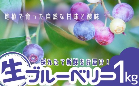 ブルーベリー 無農薬 童集乃村  生果 1㎏ | ブルーベリー ブルーベリー ブルーベリー【mnak0001】