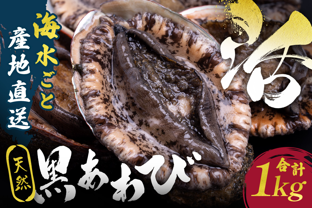 活きたまま届きます！ 天然黒アワビ 海水に酸素入りの特殊梱包 1000g入りおすすめセット 海鮮 魚介 魚介類 鮑 あわび 黒鮑 黒あわび 身厚 厳選 柔らかい 極上品 アワビ 鮑 国産