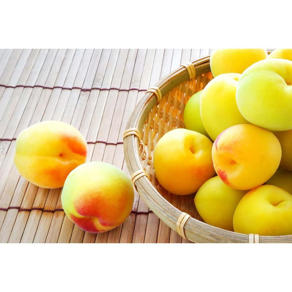 ［梅干・梅酒用］大玉4Lサイズ約10kg熟南高 生梅 ＜2027年6月上旬～7月中旬発送予定＞［ART22］　XL27