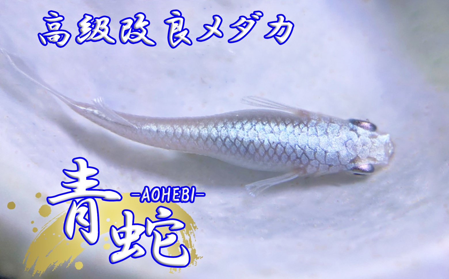 
                  M-B13.【発送は4月～10月】高級メダカ　青蛇　（1ペア）
                