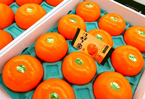 『予約受付』【令和7年2月上旬発送】唐津産 はまさき 3kg 化粧箱 みかん ミカン オレンジ フルーツ 果物 ギフト