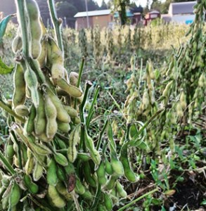 r05-027-006 里山を守ろう＜自然栽培大豆のオーナー＞味噌・納豆づくり