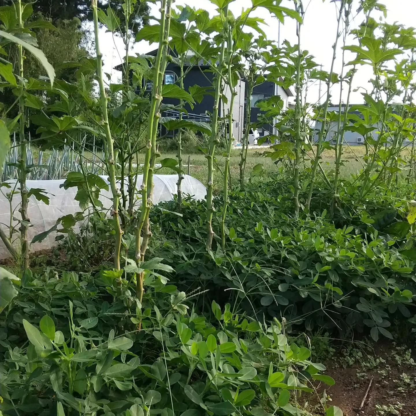 自然栽培 旬の野菜セット 詰め合わせ Lサイズ 3～4人分 くわのみ農園